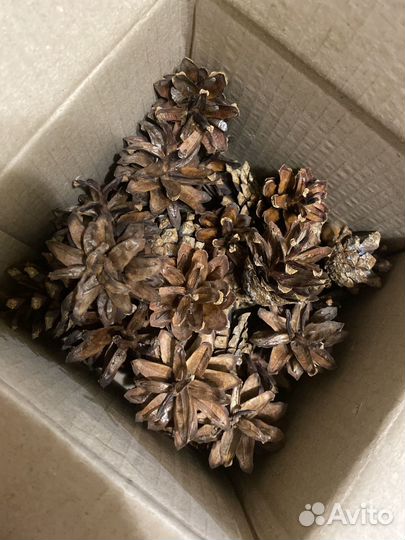 Шишки маленькие