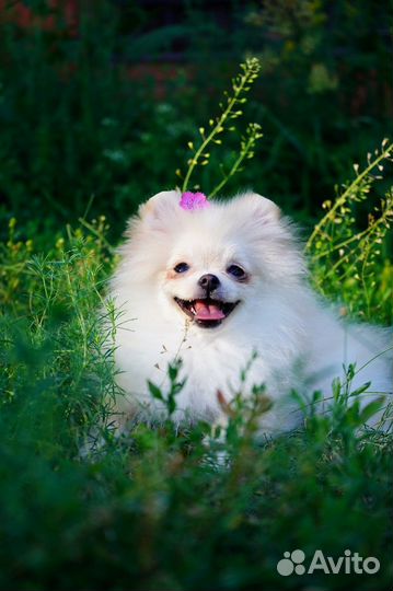 Помераночка