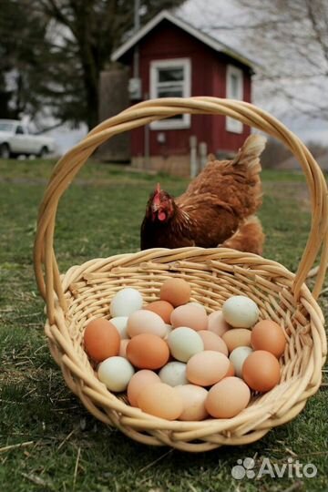 Яйцо куриное