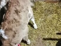 Упаковщики фасовщики. Найти работу фасовщице упаковщице. Фасовщица упаковщица. Укладчик упаковщик на заводе. Укладчик-упаковщик.