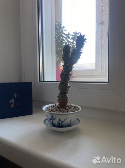 Кактус-гайвань