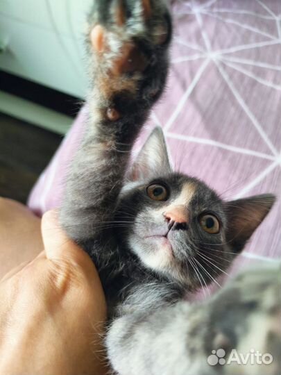 Котенок с необычным окрасом