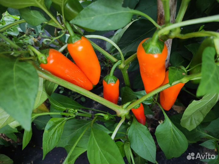 Семена сладких перцев (коллекция 70 сортов)