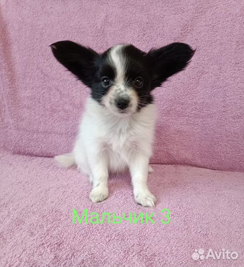 Щенки папийона