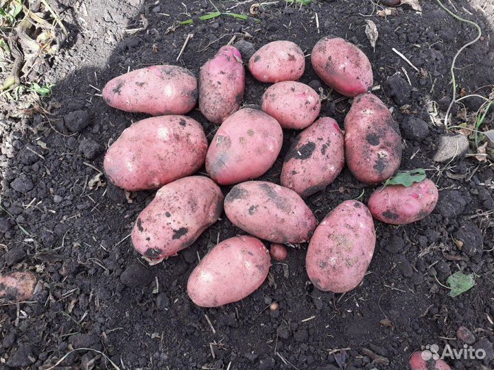 Картофель с бесплатной доставкой