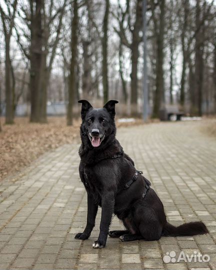 Собака в добрые руки