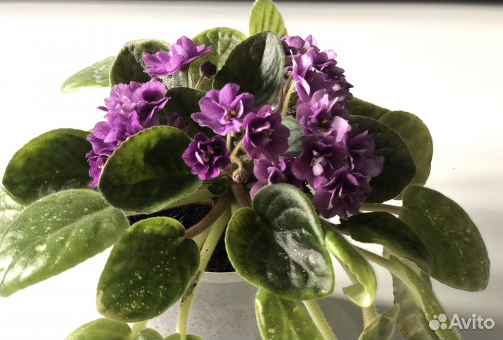 Фиалка фиолетовая, взрослое растение