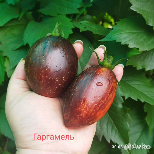 Семена томатов редкие сорта