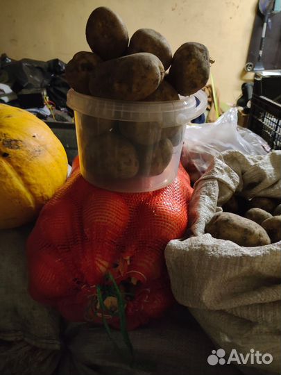 Продам картофель