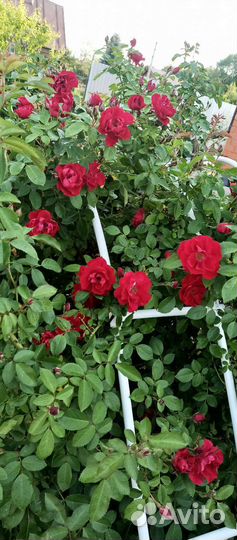 Саженцы роз. Плетистая
