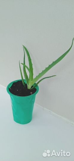 Алоэ столетник