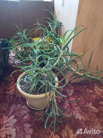 Алоэ столетник растения