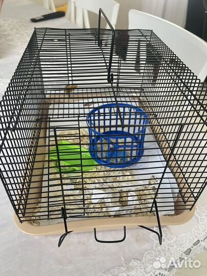 Джунгарский хомяк с клеткой