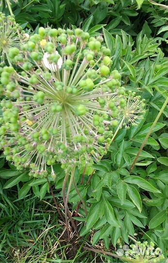 Многолетники (ландыши,пионы,мак)