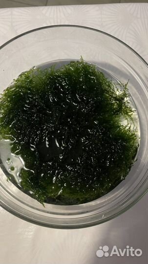 Мох, водоросли для аквариума