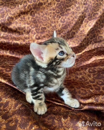 Бенгальская кошка