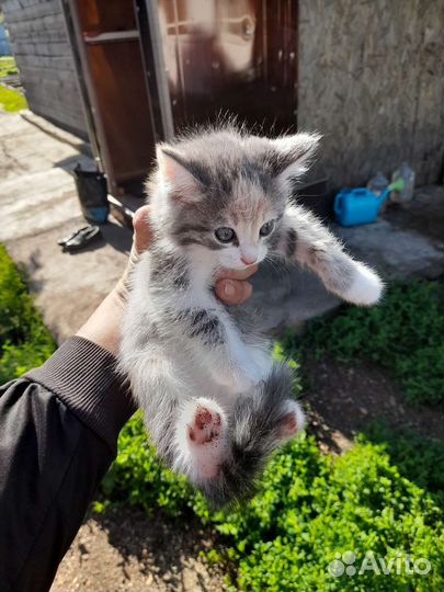 Котята в дар