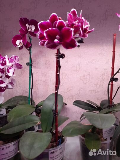 Орхидея фаленопсис