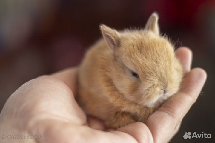 Кролик минор оленьего окраса мальчик