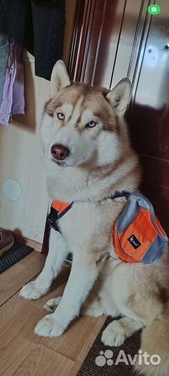 Кобель для сук Сибирский Хаски