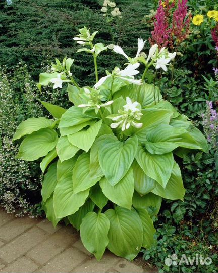Хоста растение