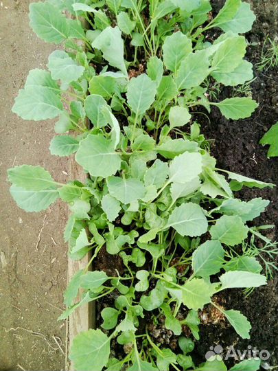 Рассада капусты,сорта ранние,средние,поздние