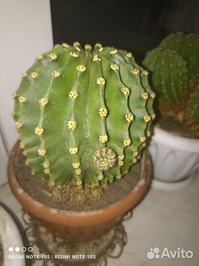 Кактусы и суккуленты