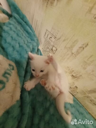 Белый котенок