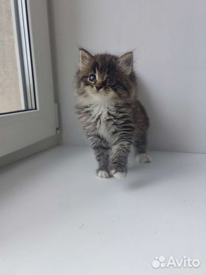 Малышка ищет дом