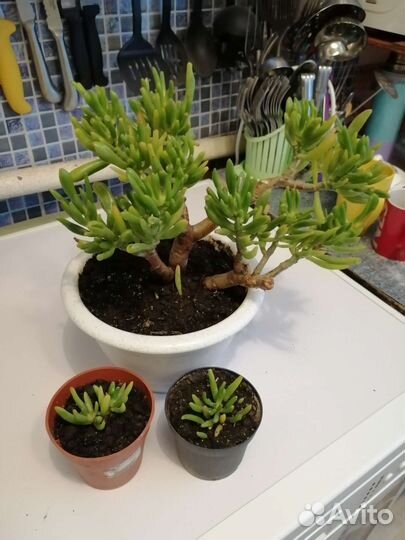 Крассула, толстянка хоббит и минор, Хумата, алоэ