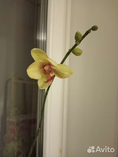 Орхидея фаленопсис