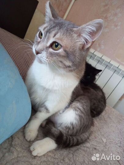 Кошка стерилизованная