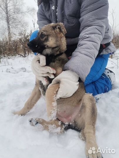 Берта в добрые руки