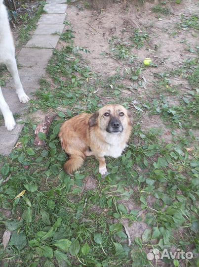 Собака в добрые руки