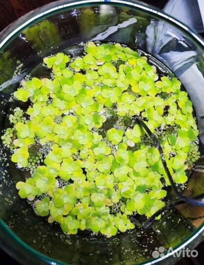 Прополка аквариума