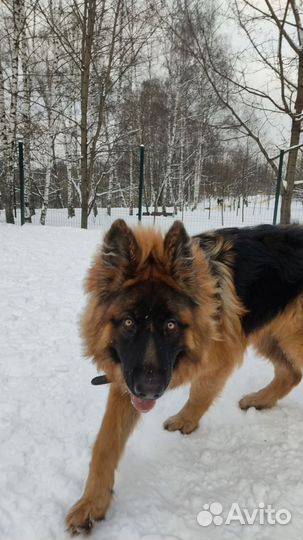 Немецкая овчарка вязка