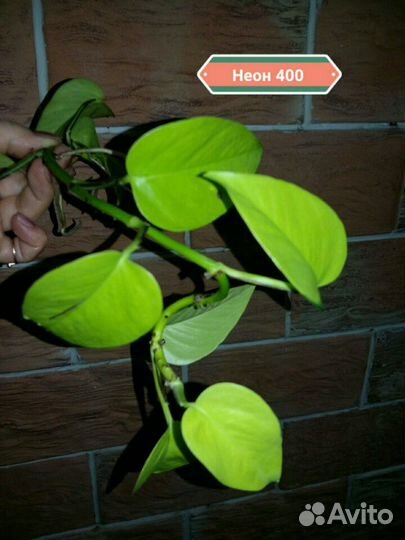 Эпипремнумы, монстеры, филодендроны