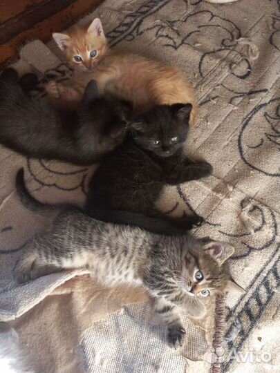 Котята в добрые руки даром бесплатно