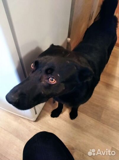 Чёрный мальчик