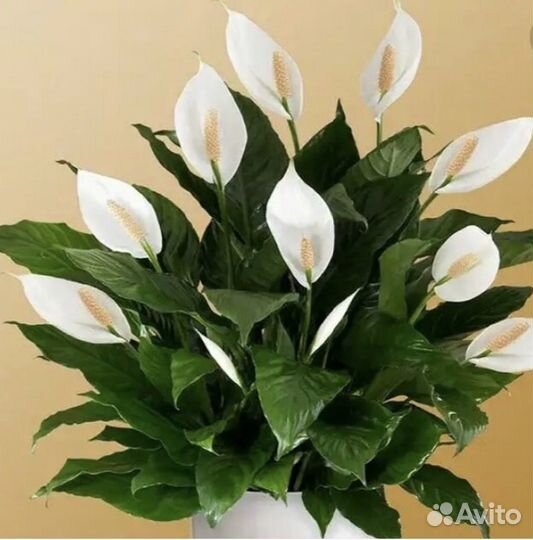 Спатифиллум, цветок 