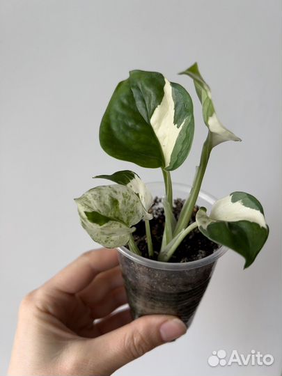 Сциндапсусы, эпипремнумы