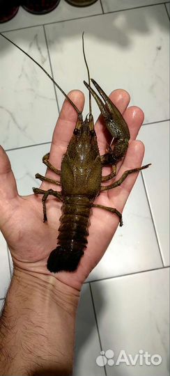 Живые раки с доставкой