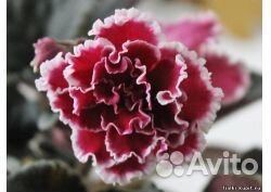 Детки сортовых фиалок