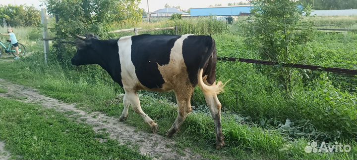 Телка 1.5 года