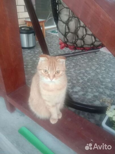 Кошка веслоушка ласковая в дар