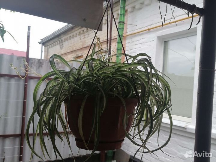 Цветы комнатные