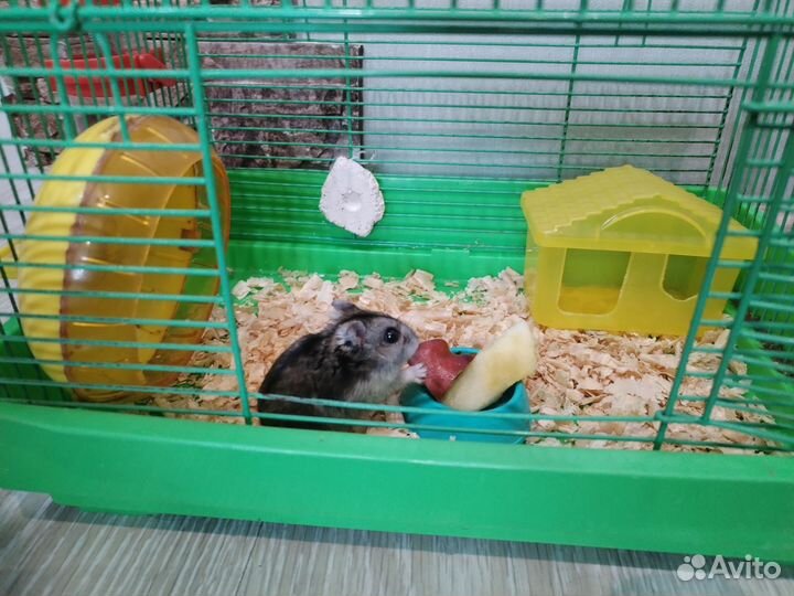 Клетка для джунгарского хомяка