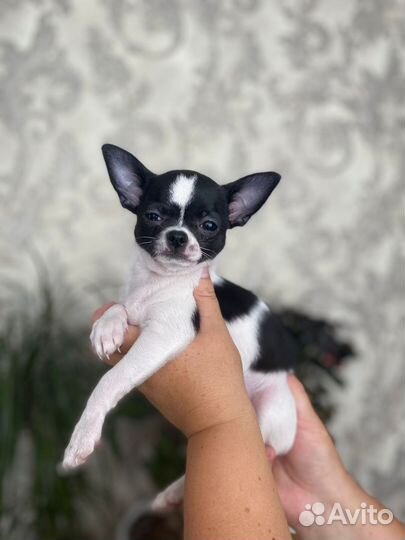 Щенки чихуахуа девочки