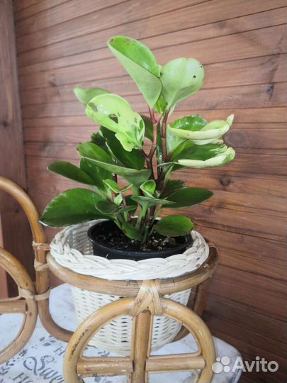 Пеперомия туполистная вариегатная