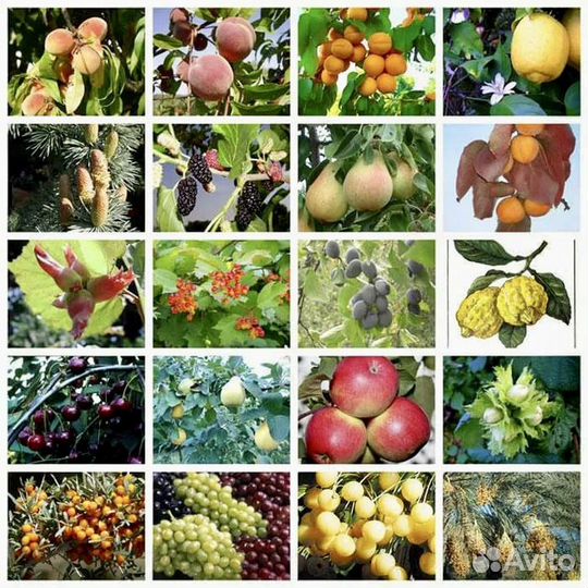 Плодовые декоративные деревья